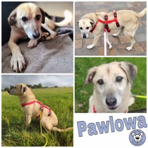 Pawlowa in 58256 Ennepetal *vermittelt*