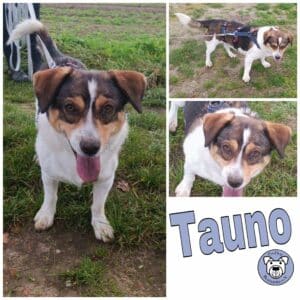 Tauno in 29342 Wienhausen *vermittelt*