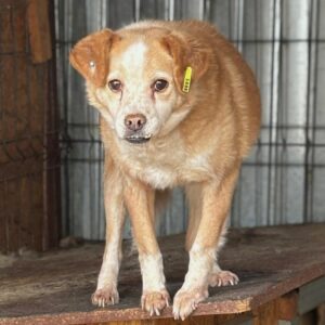 BELA (♀) - vermittelt NH