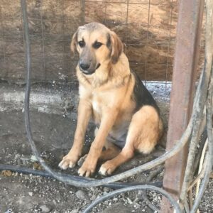 BUTTERCUP - auf Pflegestelle in PLZ 6 *vermittelt*