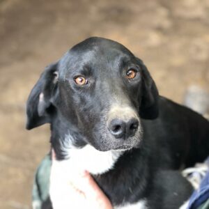 ANNIE - ausgereist zum TH Gelnhausen