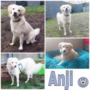 Anji (♀) in 68642 Bürstadt - vermittelt