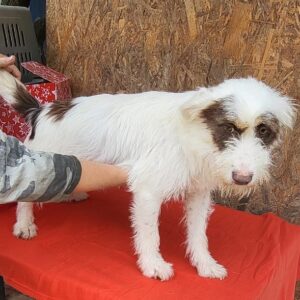 CHRISSI - reserviert IH DR 13.10. - vermittelt