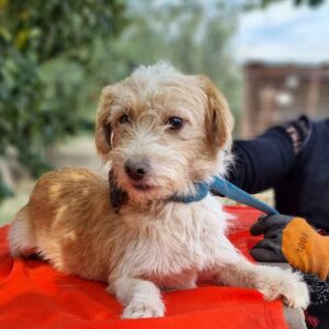 BIBI - reserviert IH DR 12.10. - vermittelt