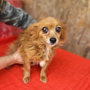 GRACE – reserviert IH DR (22.09.) - vermittelt