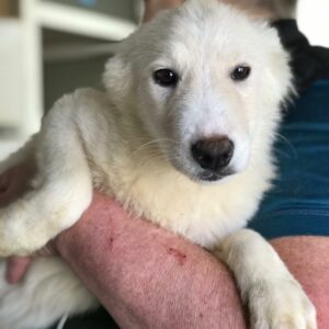 CLAYTON - reserviert IH DR 06.11. - vermittelt