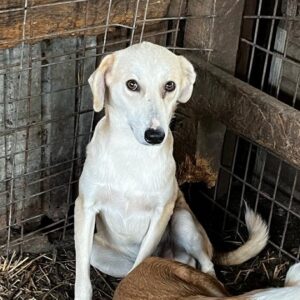 PUCINO - vor Ort vermittelt 01/24