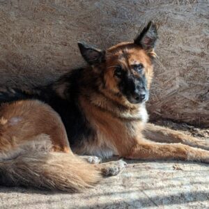 MARINGA - dünne und gestresste Seniorin - reserviert Manuela vermittelt