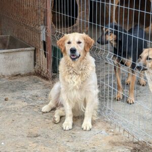 GULIT - reserviert Manuela - vermittelt