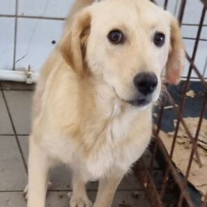 MIKO – reserviert Tierhilfe Lebenswert DR (02.10.) - vermittelt