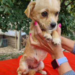 LIANA - reserviert IH DR (22.09.) - vermittelt