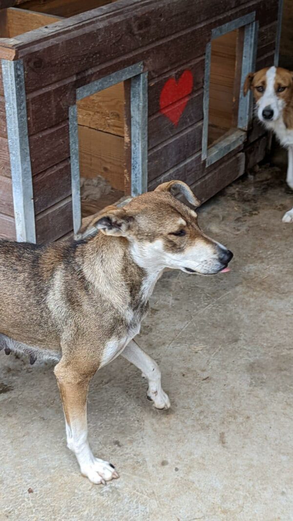 PICCOLINA (♀) - ausgereist zu Tiere brauchen Freunde – Bild 8