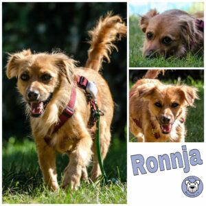 Ronnja in 21493 Möhnsen - vermittelt -