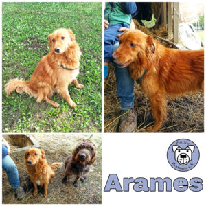 Arames in 99636 Ostramondra *vermittelt*