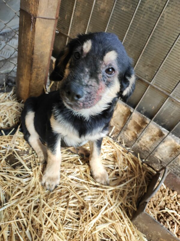 TOBBS - auf Pflegestelle in PLZ 7 *vermittelt* – Bild 6