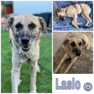 Laslo in 65549 Limburg an der Lahn *vermittelt*