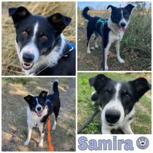 Samira in 18311 Ribnitz Damgarten *vermittelt*