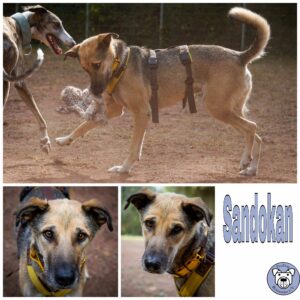 Sandokan in 45701 Herten *vermittelt*