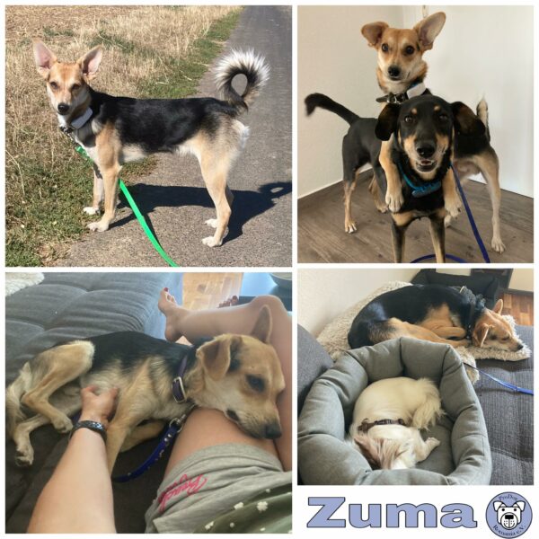 Zuma in 56753 Mertloch *vermittelt*