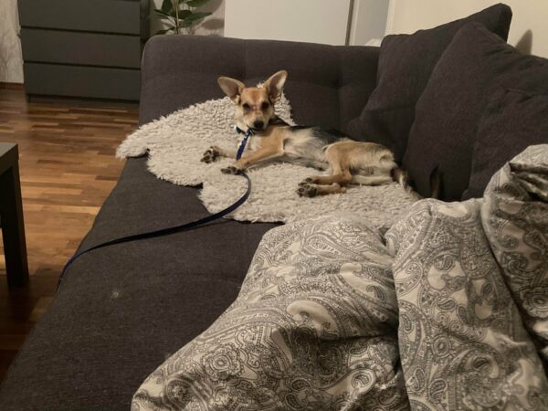 Zuma in 56753 Mertloch *vermittelt* – Bild 4