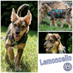 Lemoncello in 21493 Möhnsen *vermittelt*