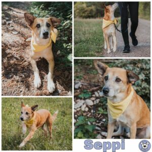 Seppi in 72227 Egenhausen *vermittelt*