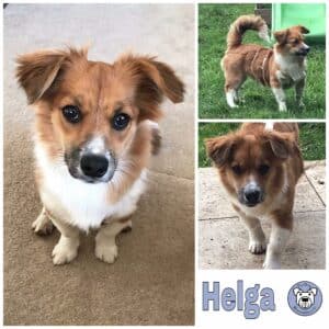 Helga in 92318 Neumarkt *vermittelt*