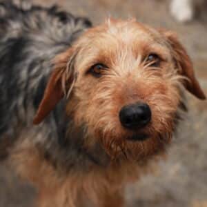 RONNY - vermittelt Manuela