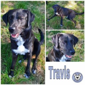 Travis in 66265 Heusweiler - vermittelt