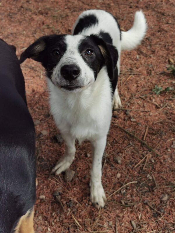 Ronja in 99427 Weimar *vermittelt* – Bild 3