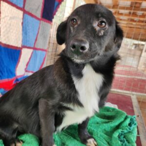 Lakritz - reserviert TH Iserlohn - vermittelt