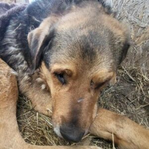 CEVANTE (♂) - med. Notfall - hat Epilepsie (02/26)