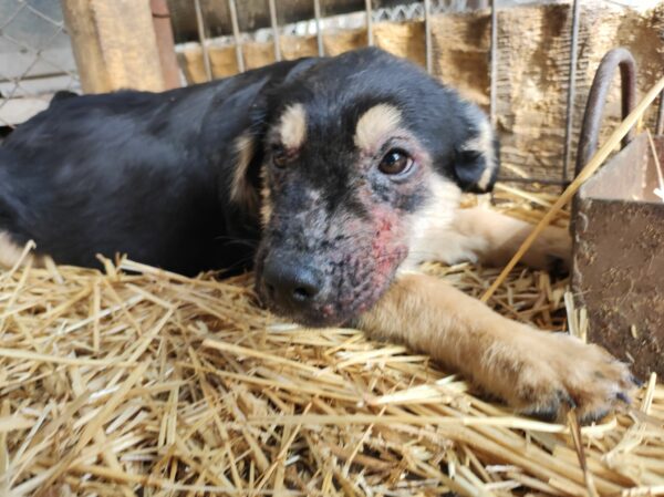 TOBBS - auf Pflegestelle in PLZ 7 *vermittelt* – Bild 5