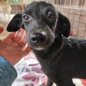 TURMALINE-reserviert Alexandra 11/22 - vermittelt