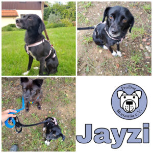 Jayzi in 08459 Neukirchen/Pleiße *vermittelt*