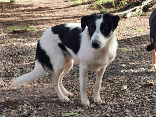 Ronja in 99427 Weimar *vermittelt* – Bild 2