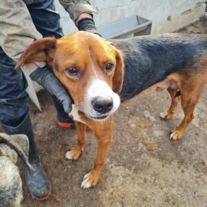 CINZANO - Notfall - reserviert Manuela - vermittelt