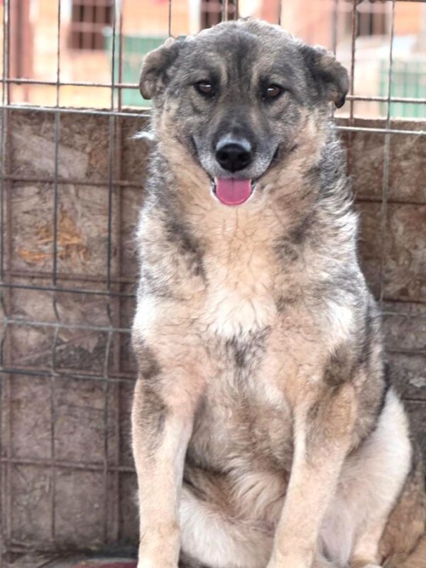 LONKA (♀) – Bild 3