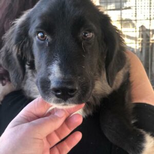 NAYELA - reserviert NadineH vermittelt