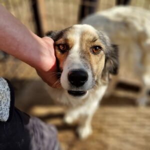 MAKEDA - sehr verzweifelt - reserviert IH DR 14.10. - vermittelt