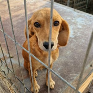 LENIE - reserviert TST Rösrath vermittelt