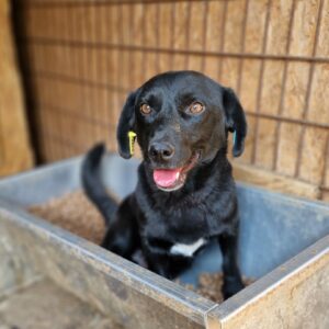 JACKI - reserviert Tierhilfe Lebenswert DR 20.10. - vermittelt