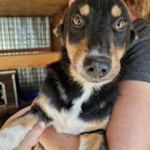 TAREK - reserviert Tierhilfe Lebenswert vermittelt