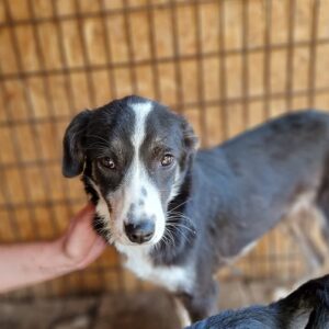 JESSY - reserviert Tierhilfe Lebenswert DR 13.11. - vermittelt