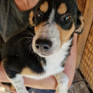 ILYAS - Notfall: rechtes Hinterbein defekt - auf Pflegestelle in PLZ 7 - vermittelt