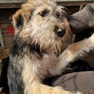 TYA - reserviert Mihaela 12.10 - vermittelt