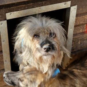 KICKI - komplett verfilzt, völlig gestresst - sollte dringend ausreisen - reserviert IH DR 12.10. - vermittelt