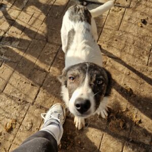 IGOR - reserviert IH DR 27.10. - vermittelt