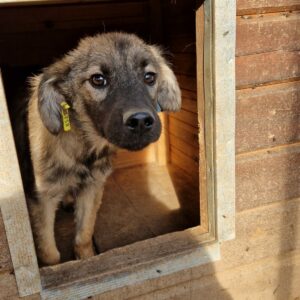 THEOPHIL - sollte baldmöglichst ausreisen - reserviert Tierhilfe Lebenswert DR 21.10. - vermittelt
