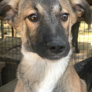 SVANTJE - sollte dringend ausreisen - reserviert NadineH vermittelt